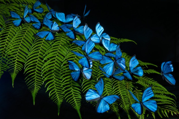 blue-morpho-butterflies